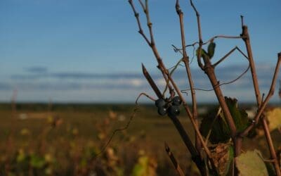 FOCUS BOURGUIGNON : LE DOMAINE BERSAN